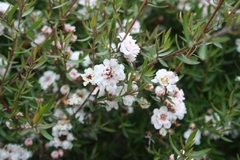 Leptospermum De Flor Blanca - Árbol De Té
