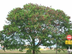Aromo Blanco (leucaena Leucocephala) - Rápido Crecimiento - Vivero Las Magnolias