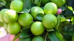 Lima de Tahití (limón De Caipirinha)