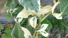 Limonero variegado - ideal cultivo en maceta - muy decorativo