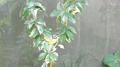 Limonero variegado - ideal cultivo en maceta - muy decorativo - comprar online