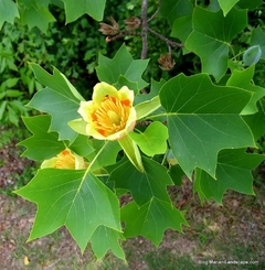 Tulipanero - Árbol De Los Tulipanes