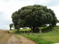 Azota Caballos - Árbol Nativo - comprar online