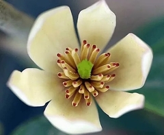 Magnolia fuscata - muy perfumada