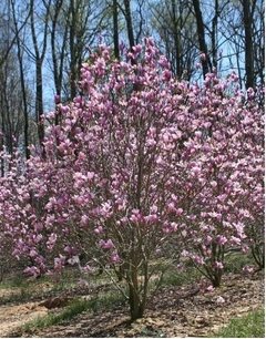 Magnolia liliflora - Magnolia tulipán - comprar online