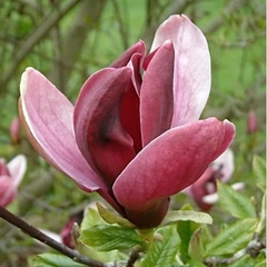 Magnolia liliflora - Magnolia tulipán