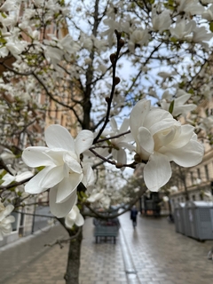 Magnolia Loebneri Merrill - De Flor Blanca Perfumada - comprar online