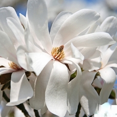 Magnolia Loebneri Merrill - De Flor Blanca Perfumada