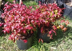 Nandina Fire Power, Arbusto Muy Atractivo