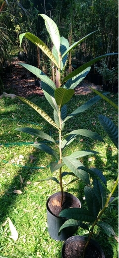 Árbol De Nísperos - Cultivo Orgánico en internet