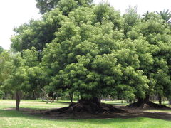 Plantines Orgánicos De Ombú - Ideal Bonsai - comprar online