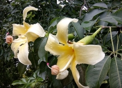 Plantines de palo borracho amarillo