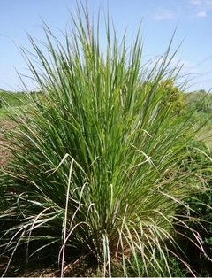 Paspalum Haumanii - Pampa Grass - Gramínea Nativa - comprar online