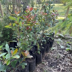Photinia Frasseri, Ideal Cerco - Vivero Las Magnolias