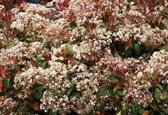 Photinia Frasseri, Ideal Cerco⁸ en internet