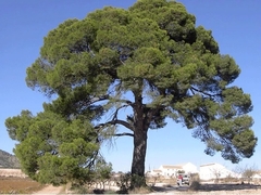 Pino Halepensis - Pino De Alepo