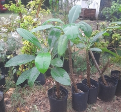 Jazmín Magno - Plumeria Rubra - Muy Perfumada en internet