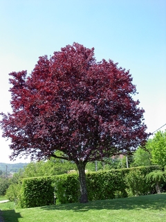 Ciruelo rojo (Prunus cerasífera atropurpúrea)