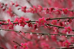 Ume (damasco Japonés) - Hermoso Árbol Ornamental
