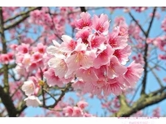 Cerezo Sakura (Prunus serrulata), de flor rosada - comprar online