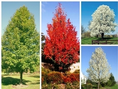 Peral De Flor - Pyrus Calleriana Chanticleer