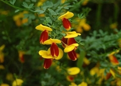 Retama roja, una rara y bellísima planta ornamental - comprar online