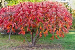 Rhus, Hermoso árbol Ornamental - Rojo En Otoño