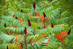 Rhus, Hermoso árbol Ornamental - Rojo En Otoño - comprar online