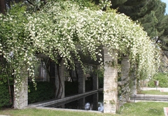 Rosa Trepadora Banksiae Blanca, Sin Espinas - Ideal Pérgola