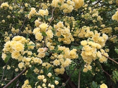 Rosa Trepadora Banksiae Lutea, Perfumada Y Sin Espinas