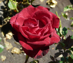 Rosal Gran Gala - flor rojo intenso - Sin espinas