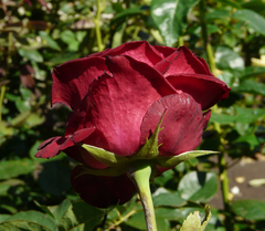 Rosal Gran Gala - flor rojo intenso - Sin espinas - comprar online