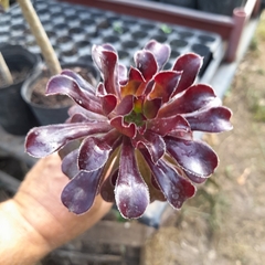 Rosa Negra Suculenta - Aeonium Arboreum Zwartkop - comprar online