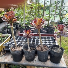 Rosa Negra Suculenta - Aeonium Arboreum Zwartkop en internet