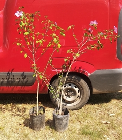 Rosa Siria De Flor Rosada - Hibiscus Syriacus - comprar online