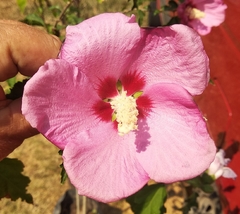 Rosa Siria De Flor Rosada - Hibiscus Syriacus