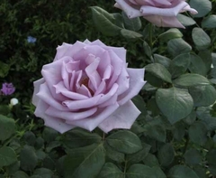 Rosal Mainzer Fastnacht (Blue Moon), Muy Perfumado en internet