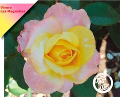Rosal Canary, Amarillo Con Bordes Rosados - Muy Perfumado