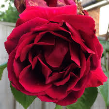 Rosal trepador Crimson Glory - flores color rojo sangre, perfumadas