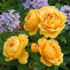 Rosal Golden Celebration, de Rosauer - Muy perfumado