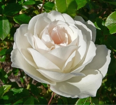 Rosal Iceberg De Pie Bajo (flor Blanca, Perfumada)