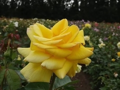 Rosal King's Ramson (flor Amarilla, Muy Perfumada)