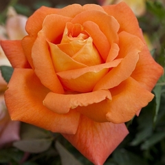 Rosal Louis De Funes, De Rosauer - Naranja Luminoso