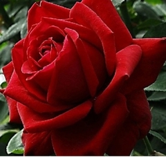 Rosal Lovely Red - Roja Con Tintes Negros, Aterciopelada