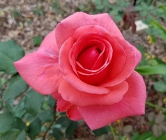 Rosal Montezuma, De Flor Roja Asalmonada