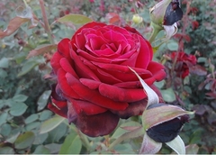 Rosal Norita - Flor Roja Aterciopelada