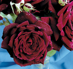 Rosal Oklahoma, de Rosauer - Flor Roja Casi Negra, Muy Perfumada