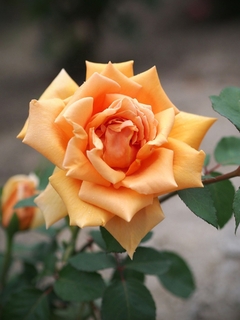 Rosal Old Time - Color Ambar, Flor Grande Y Perfumada