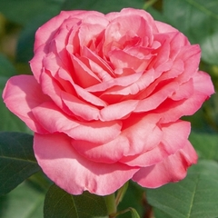 Rosal Pantera Rosa - Flor Rosada, Planta Muy Sana