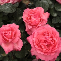 Rosal Pantera Rosa - Flor Rosada, Planta Muy Sana - comprar online